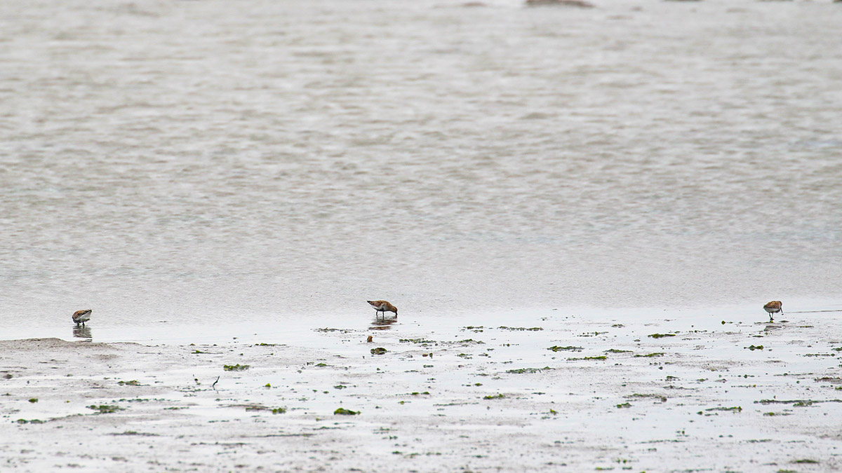 Bonte strandlopers